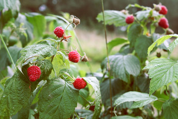 First raspberry in the garden