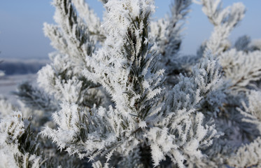 frost