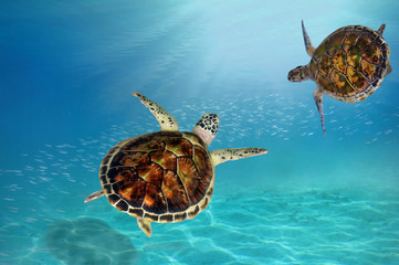 Fototapeta premium hawks bill sea turtle dive down into the deep blue ocean