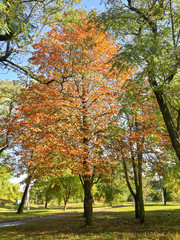 Fototapeta premium Beautiful autumn colorful trees in the park/Beautiful autumn colorful trees in the park