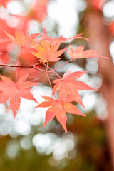 Autumn leaves
