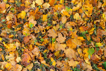 Background of fallen dry leaves