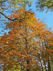 Beautiful autumn colorful trees in the park/Beautiful autumn colorful trees in the park