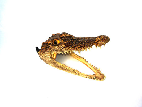 Head crocodile stuffed on isolated