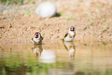 Bathing European goldfinch