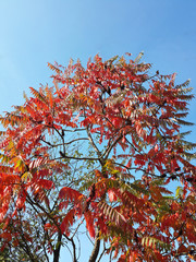 Beautiful autumn tree dressed in red and deep blue sky/Beautiful autumn tree dressed in red and deep blue sky