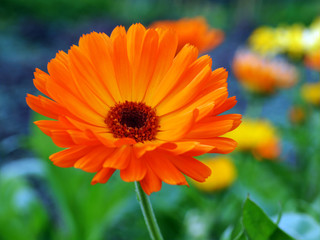 Orange Blüte