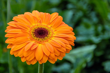 Orange flowering Gerbera plant growing in a greenhouse from clos