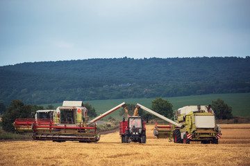 Obraz premium Working Harvesting Combine in the Field of Wheat