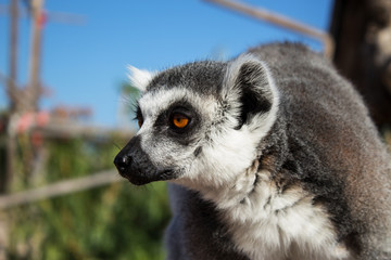 fluffy muzzle of the living lemur