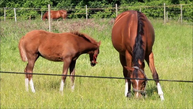 brown horses, mother and foal on meadow 
