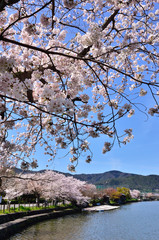 Cherry blossom at Arashiyama, Kyoto Japan.
