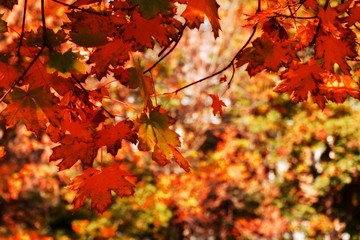 Fall Maple Leaves Filtered