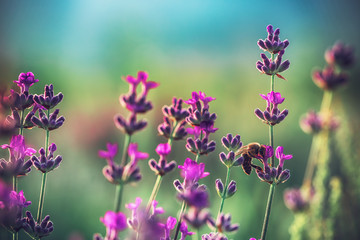 Fototapeta na wymiar Bee on lavender flower in the field