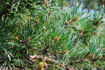 Pine tree needles