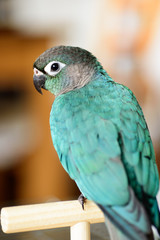 ウロコインコのりんちゃん