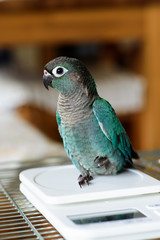 Obraz premium ウロコインコのりんちゃん