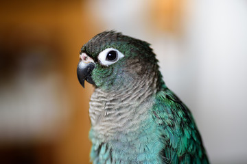 ウロコインコのりんちゃん