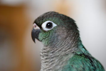 ウロコインコのりんちゃん