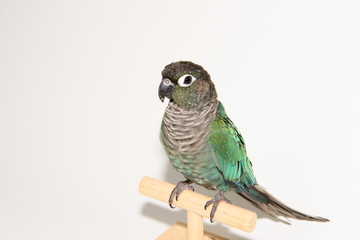 ウロコインコのりんちゃん