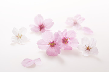 Fototapeta na wymiar Cherry blossoms on white background
