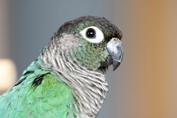 ウロコインコのりんちゃん