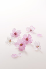 Naklejka na ściany i meble Cherry Blossom background image