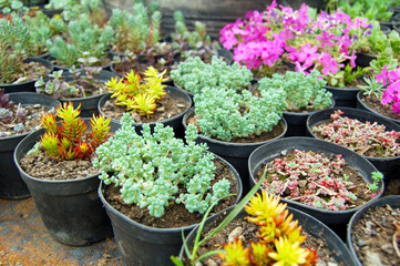 Various succulents in pots