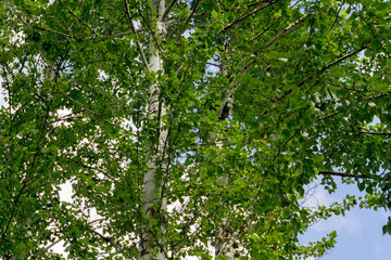 Green Summer Trees