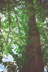 Green Summer Trees