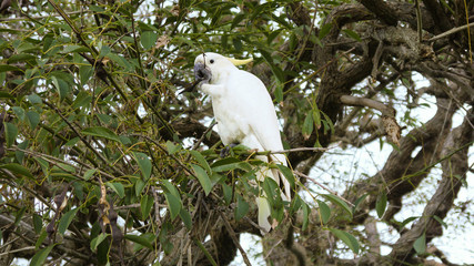 Weißer Kakadu auf einem Baum in Australien