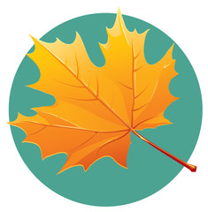 Yellow maple leaf  illustration