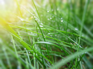 Raindrops on the green grass/Raindrops on the green grass
