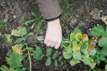 Young woman pulling out white radish in her huge garden in autum