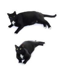 Lying black cat isolated over the white background
