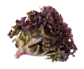 Oak Leaf lettuce isolated on white background