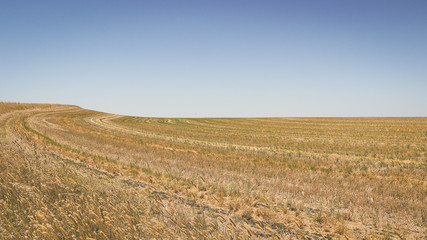 Fototapeta na wymiar Feld im Outback in Australien