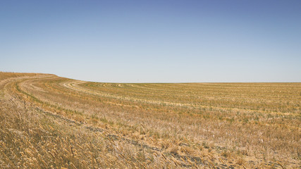 Feld im Outback in Australien