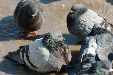 Spring and doves