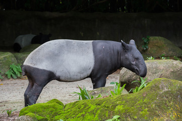 Black and white tapir in the zoo of Singapore near the stone covered with green moss