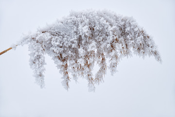 Obraz premium Withered grass on the snow