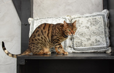 Bengalkatze