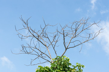 Tree branches and parasitic plants with blue sky background
