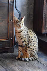 F1 Savannah Katze, Hybrid der erste Generation zwischen Serval und Hauskatze