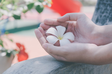 Plumeria white hands of a young girl, Pastel Color