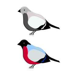 bullfinch cartoon illustration in color and black and white, isolated on a white background