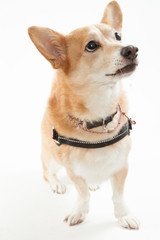 ウェールズコーギー