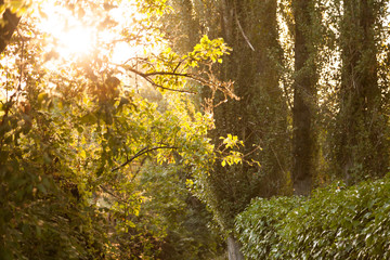 Obraz premium Bosque / Bosque con luz cálida de la tarde