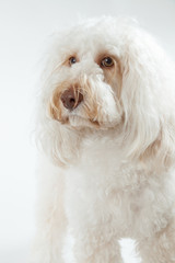 オーストラリアンラブラドゥードル