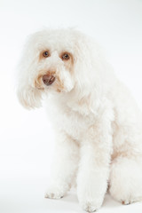 オーストラリアンラブラドゥードル